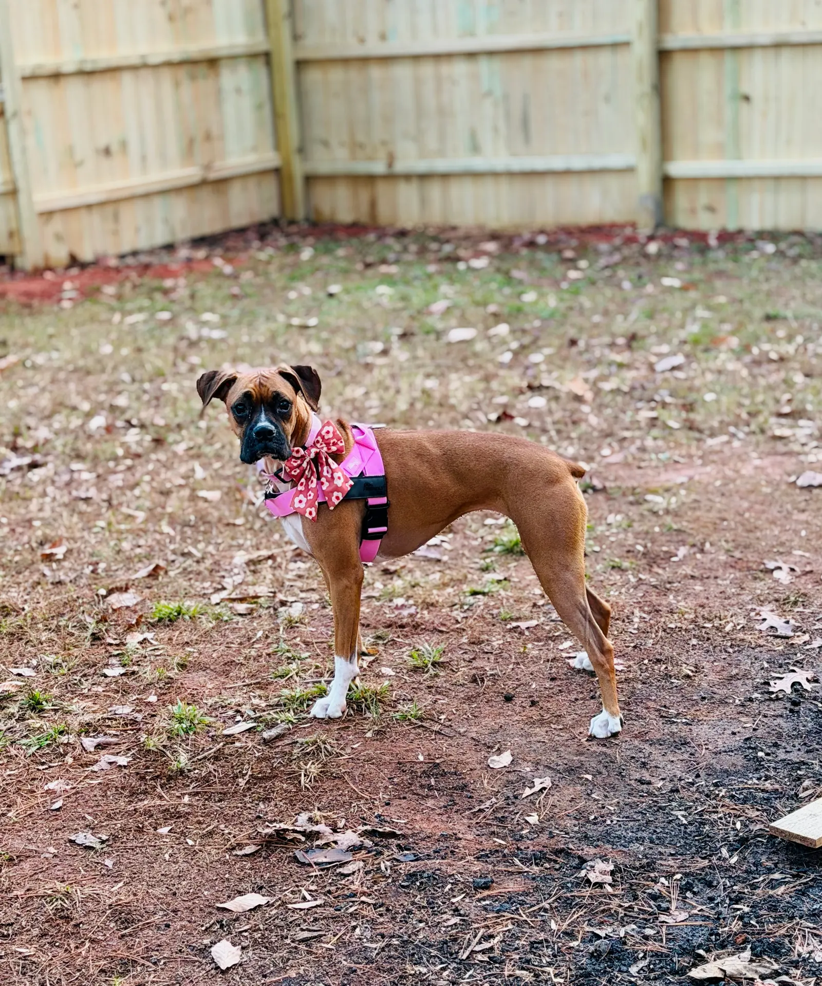Basic obedience training at Georgia Doggy Dojo 9